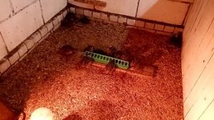 Бройлеры зимой в неотапливаемом сарае. 22 ноября.