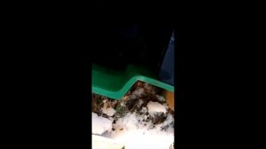 Септик Эргобокс через год эксплуатации #септик #эргобокс #дача