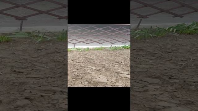 пахота мотоблокам белорус