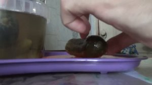 Огурцы соленые "Овощная Семейка" С рассолом!!