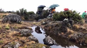 AFRICA. KILIMANJARO 5895 m ВОСХОЖДЕНИЕ 6 ДНЕЙ