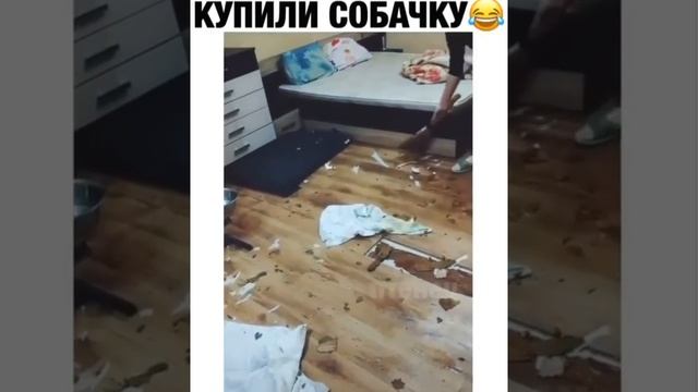 артем давай купим домой собачку