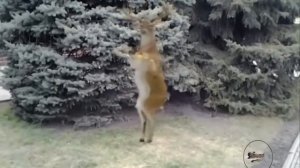 В лесу родилась елочка Новогодняя песенка