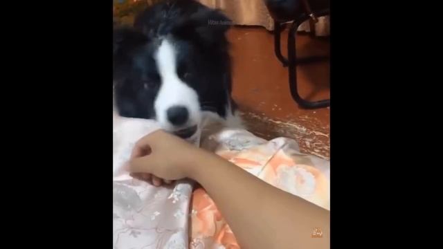 Умные Собаки - Сборник Милых И Забавных Видео С Собаками ?