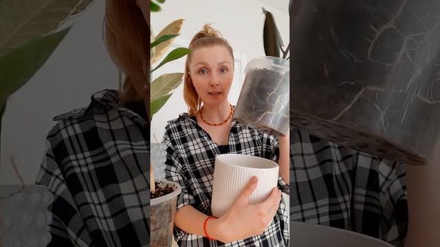 Во что посадить комнатное растение? Какой горшок выбрать? Прозрачный горшок #фикус #цветыдлядома