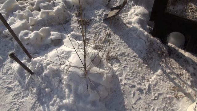 Подготовка помещения для разведение попугаев. смотреть онлайн