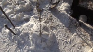 Подготовка помещения для разведение попугаев.