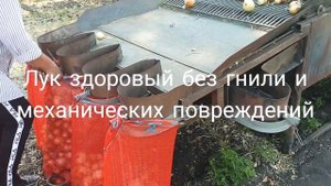Сбор урожая лука сорта РАДАР "ВЕСТИ С ПОЛЕЙ"