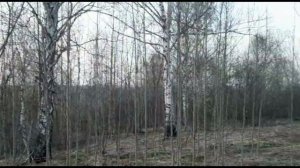 Лесной дупель