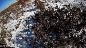 охота на фазана в амурской области 2020 /ЗАКРЫТИЕ/