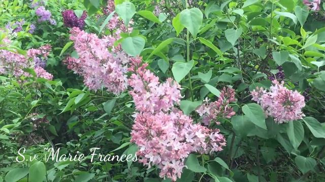 Сорт сирени "Marie Frances" смотреть онлайн