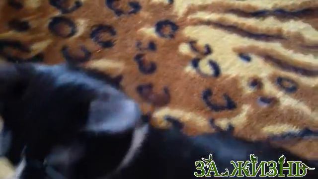 Котоофис 5.04.2016