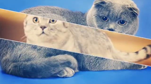 5.КоШечКи "Шотландская веселуха" смотреть онлайн