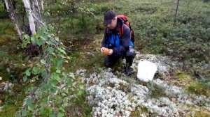 Коми, Печора. Сбор грибов, район д.Конецбор 18.08.21