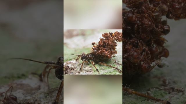 Зачем клоп носит на спине гору муравьев смотреть онлайн