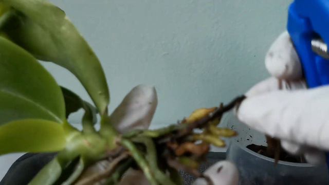 新購買的原生種蝴蝶蘭，根好差必須處理！23/09/2022 смотреть онлайн