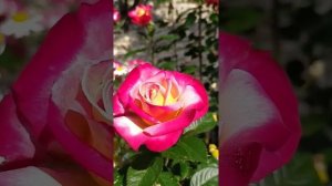 РОЗА Букаву/Bukavu/РОЗА Дик Кларк/ Dick Clark