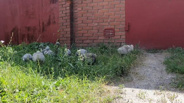 Наши утки Голубой Фаворит 26 дней смотреть онлайн