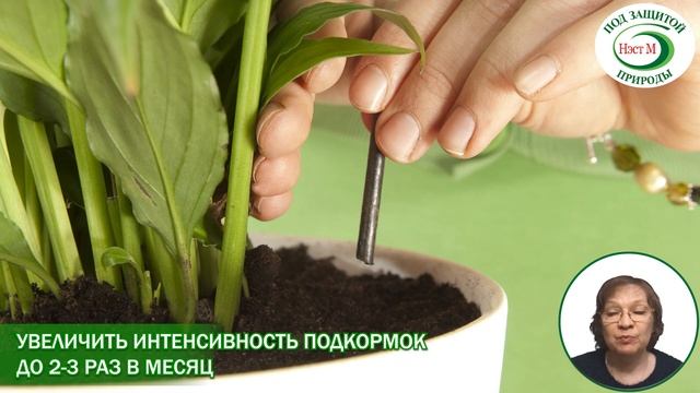 Уход за домашними растениями весной и летом смотреть онлайн
