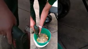 Картофелечистка