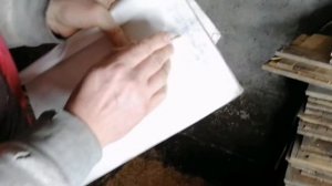 Купируем хвосты Катумским ягнята, контрольное взвешивание на пятые сутки.