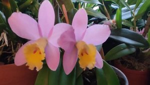 Cattleya (Sc) Crystelle Smith 'N.R' HCC/AOS