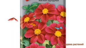 Георгина обыкновенный Мигнон пурпурная ? обзор: как сажать, семена георгины Мигнон пурпурная