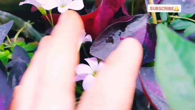 🔹️Кофе-Наши зеленые друзья-Сбор урожая -ЖГУЧИЙ ПЕРЕЦ-НАСЛАЖДАЮСЬ ЛЕТОМ| #Собираемурожай #влог