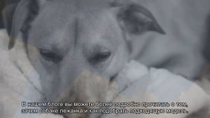 Как отучить собаку прыгать на кровать?