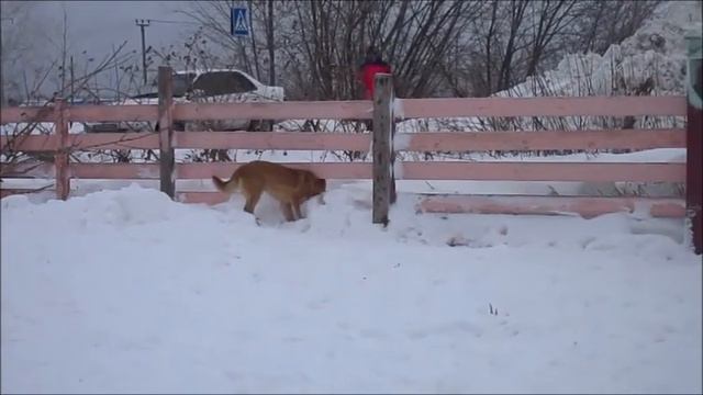 Дарси смотреть онлайн