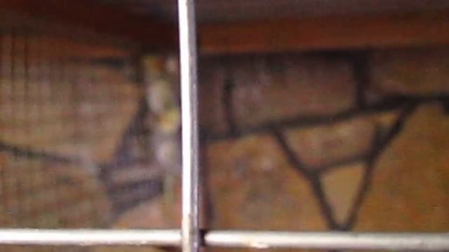 Кореллы снесли зимние яйца смотреть онлайн