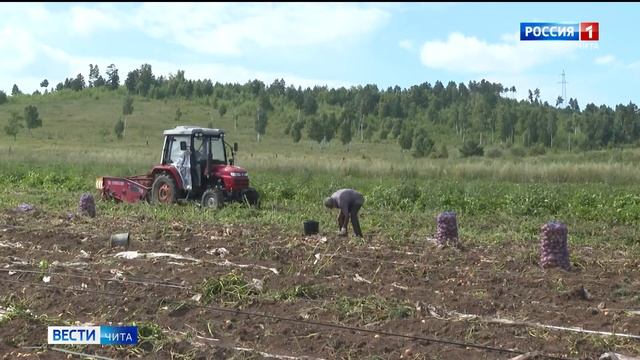 Урожайность картофеля в Забайкалье на 12% превысила уровень 2022 года смотреть онлайн