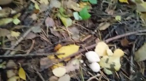 Ботанический сад / Золотая осень в Москве