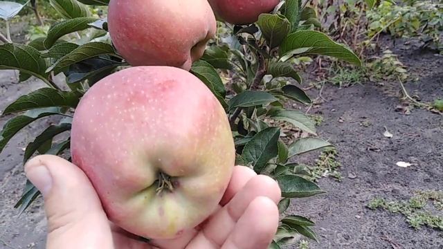 Яблоня сорт зимний Ред Чиф смотреть онлайн