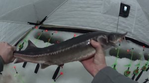 Рыбалка на осётров. Удочка трещит от поклёвки.