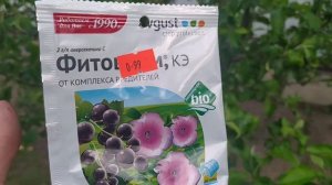 Причина скручивания листьев на груше. Ищем вредителя.
