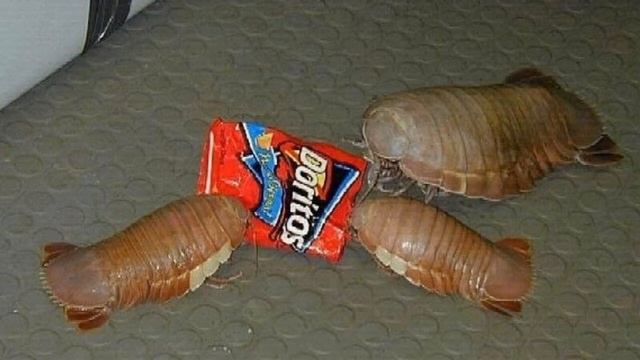 multiple bathynomus giganteus consume ditos смотреть онлайн