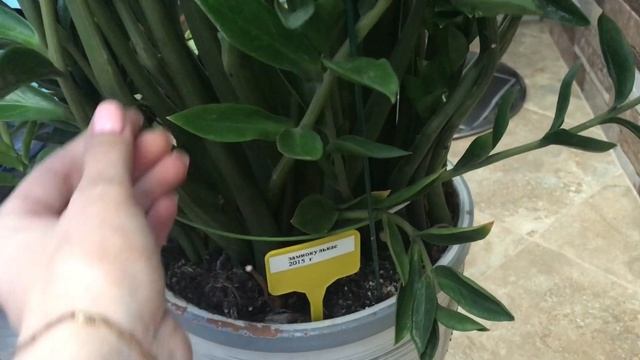 Замиокулькас .Как я за ним ухаживаю . смотреть онлайн