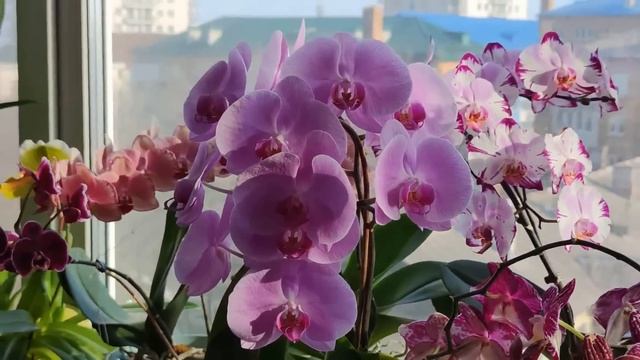 50 МЛ СОКА ДЛЯ ОРХИДЕИ И РЕЗУЛЬТАТ ВАС ВПЕЧАТЛИТ! ВОСЕМЬ ПРОБУЖДЕННЫХ МЕРИСТЕМ И БЫСТРАЯ АДАПТАЦИЯ! смотреть онлайн