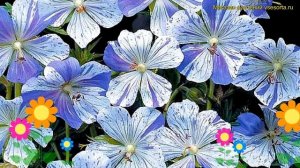 Герань луговая Сплиш Сплаш. Краткий обзор, описание характеристик geranium pratense Splish splash