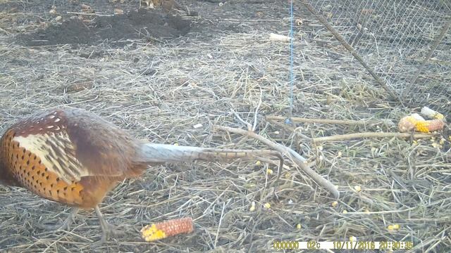 Как фазан манит самку. смотреть онлайн