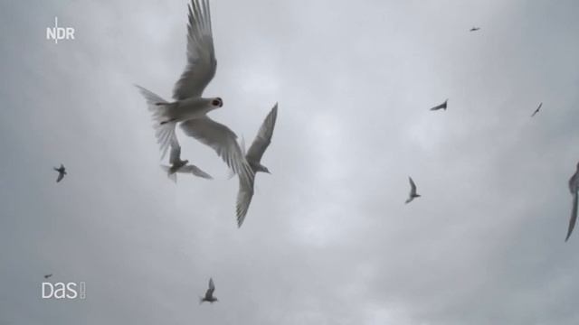 Docker Mütze Trend 2019 – ein Beitrag von NDR - DAS! März 2019 смотреть онлайн