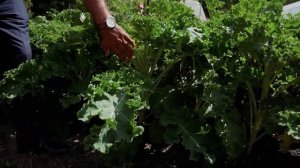 Капуста Листовая. Секреты выращивания капусты и агротехника.