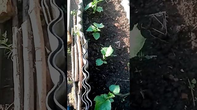 Огород на 10 июня. Что выросло? смотреть онлайн