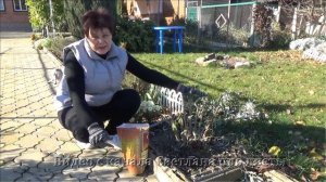 Как обрезать будлею на зиму Чем подкормить и как укрыть будлею на зиму