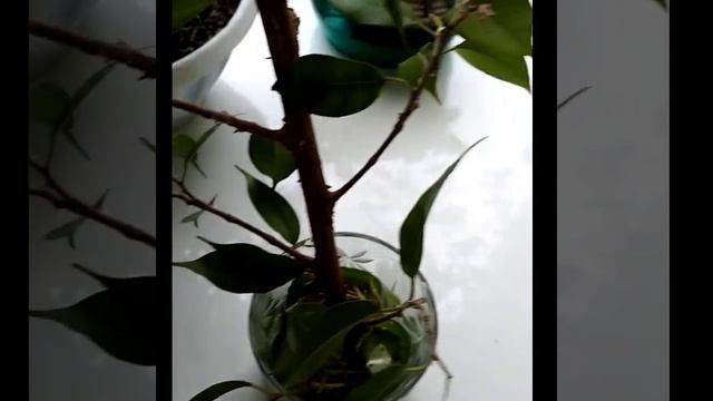 #цветы #фикус Бенджамина #быстрое укоренение смотреть онлайн