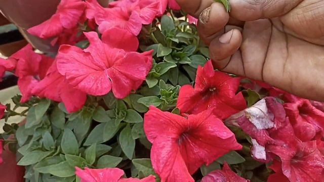 पूरी गर्मी पिटूनिया मे आयेंगे हजारों फूल, petunia plant care in summer #gardening смотреть онлайн