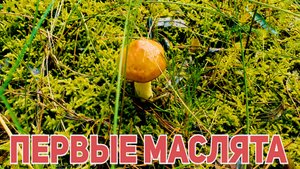МАСЛЯТА🍄 в алтайских травах🌼 и...ЛОСЬ🦌...голодный добрый ЛОСЬ.