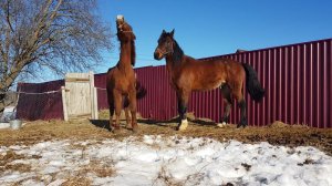 Стабунивание лошадей.