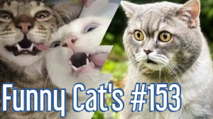 Смешные коты #153